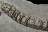 Ichthyosaur Vertebrae Column - Posidonia Shale, Germany #114214-7